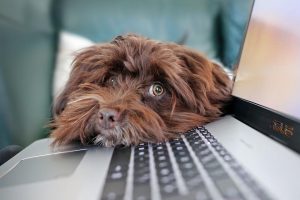 como ver las contraseñas guardadas en el ordenador imagen destacada perro sobre teclado